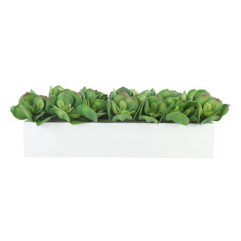 Arrangement Echeveria en pot de fibres, 7x25x9