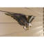 Eagle Wall Décor-682094620
