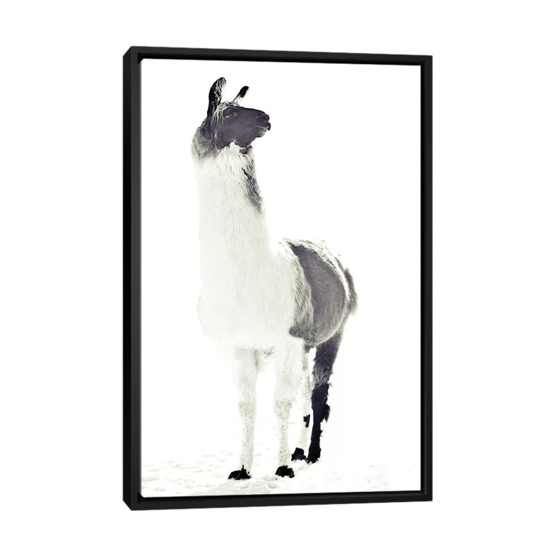 «Fluffy Llama» par Monika Strigel - impression d'art graphique, Non mat, H 26 po x l 18 po x 1,5 po, Toile avec cadre noir
