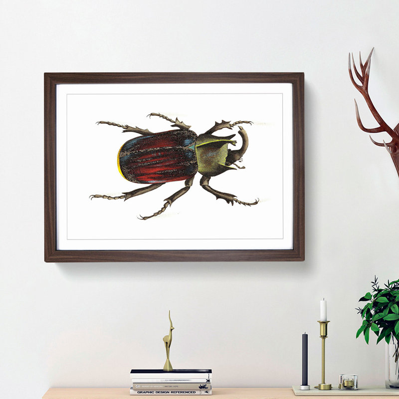 Typhon Beetle by George Shaw - Framed Print, 27cm H x 36cm W x 2cm D, Walnut Framed