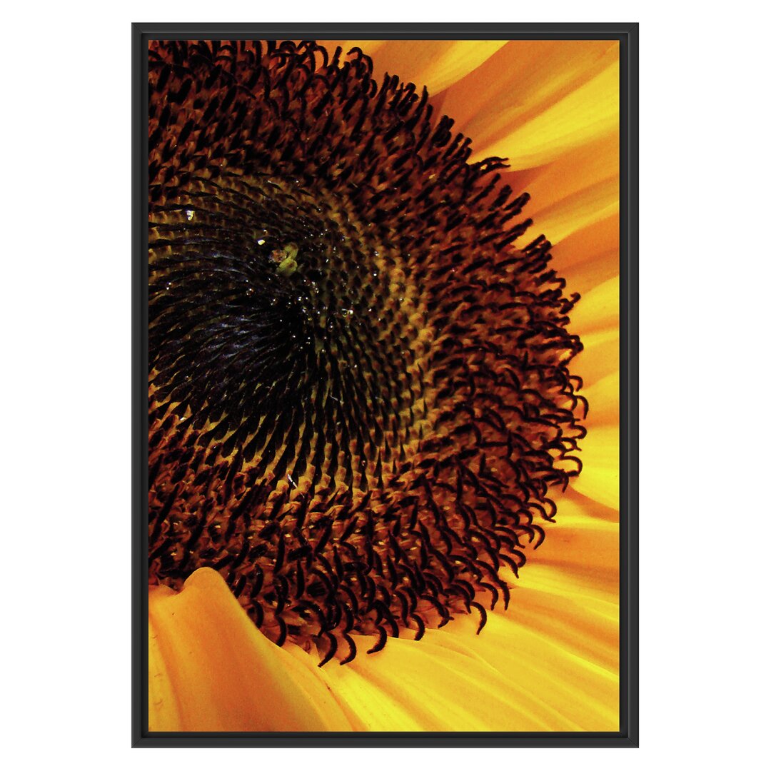 Gerahmtes Wandbild große Sonnenblume