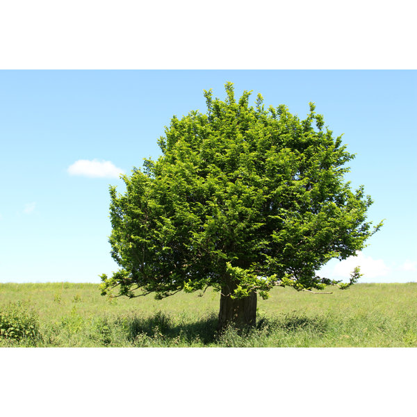17 Stories Single hornbeam tree | Wayfair.co.uk