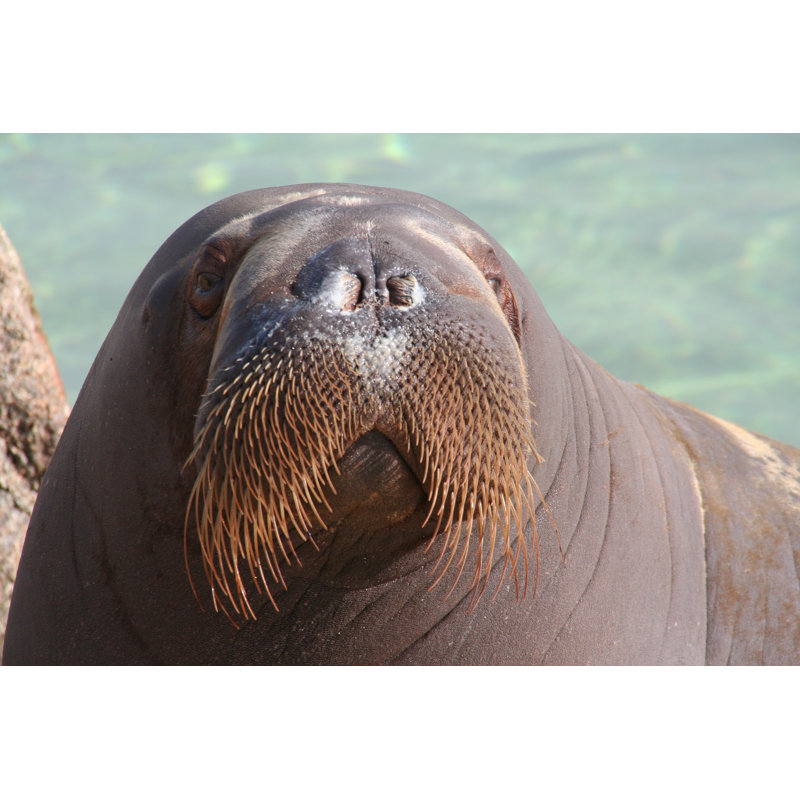 Close Up Of Walrus - Wrapped Canvas Print, 30cm H x 46cm W