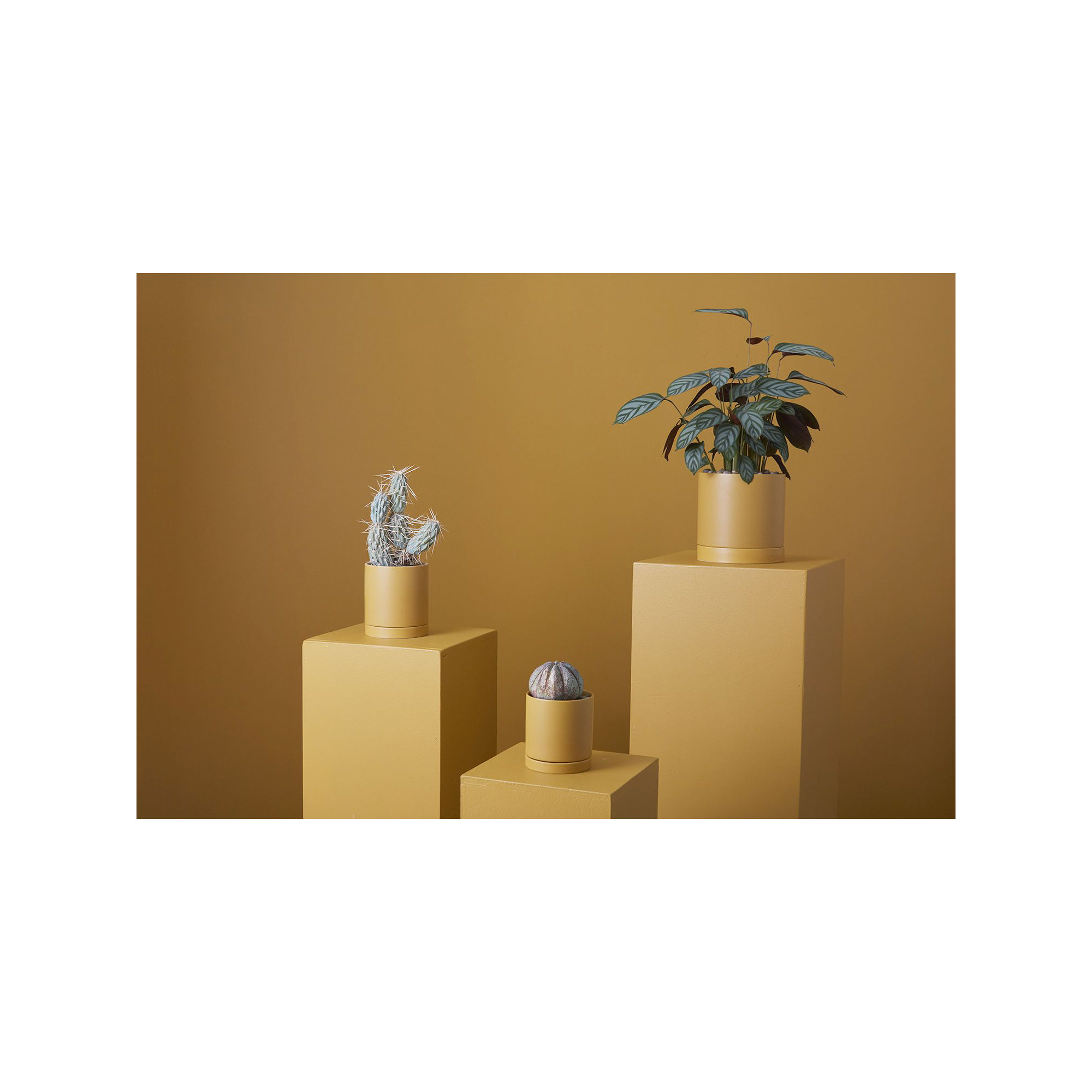 Carlotta Ceramic Pot Planter, Ochre, 7" H x 7" W x 7" D