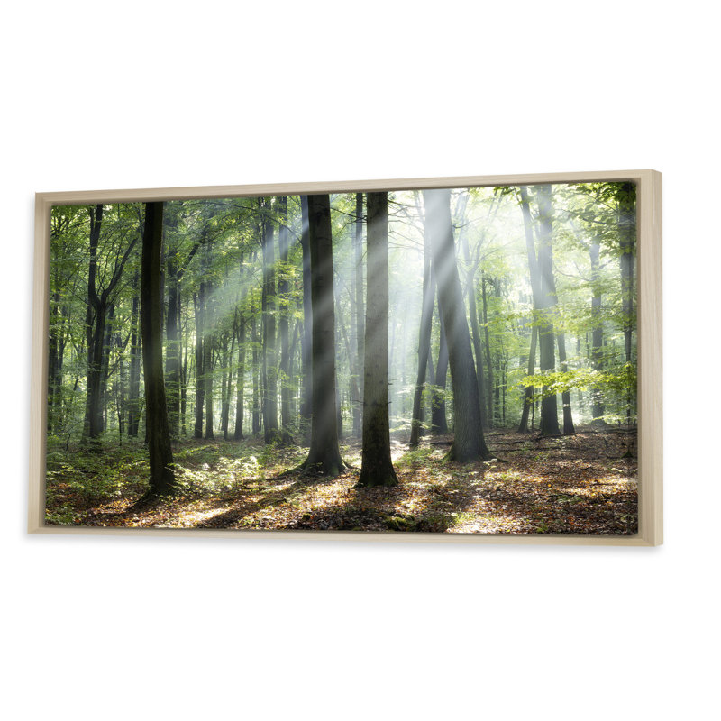 «Sunny Morning Magic Forest», photographie sur toile, Cadre brun, L 32 po x H 16 po