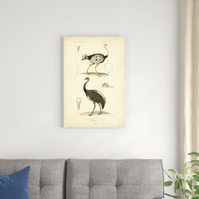 Étude d'autruche antique, H 30 po x l 20 po x P 1,25 po