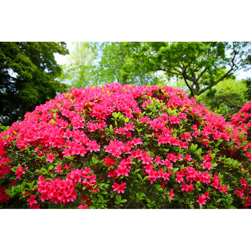 Blooming Azalea Garden by Hiro_photo_H - Wrapped Canvas Print, 20cm H x 30cm W x 3.8cm D