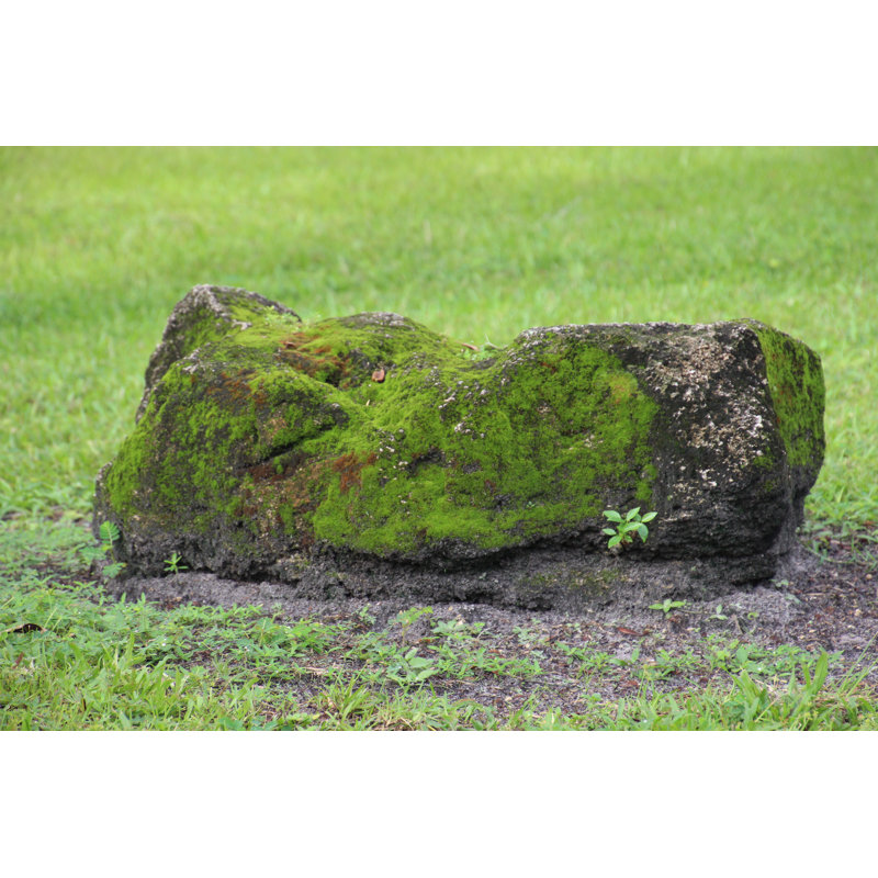 Mousse couverte de roches - Illustration sans cadre sur toile, H 20 po x l 30 po