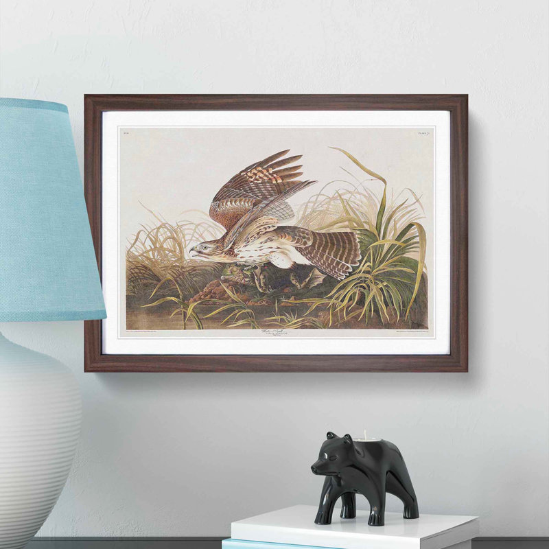 Winter Hawk by John James Audubon - Framed Print, 27cm H x 36cm W x 2cm D, Walnut Framed