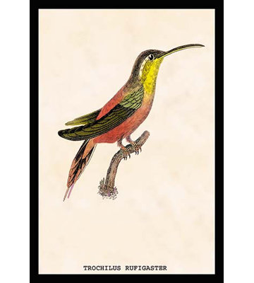 " Hummingbird Trochilus Rufigaster "