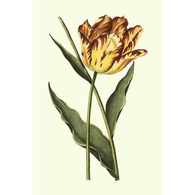 Tulipes rétro I