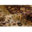 Chantel Floral Area Rug