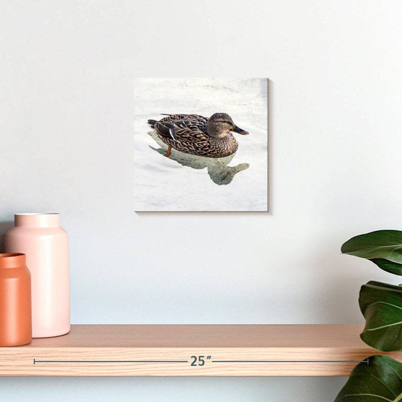 Canard colvert Brampt femelle