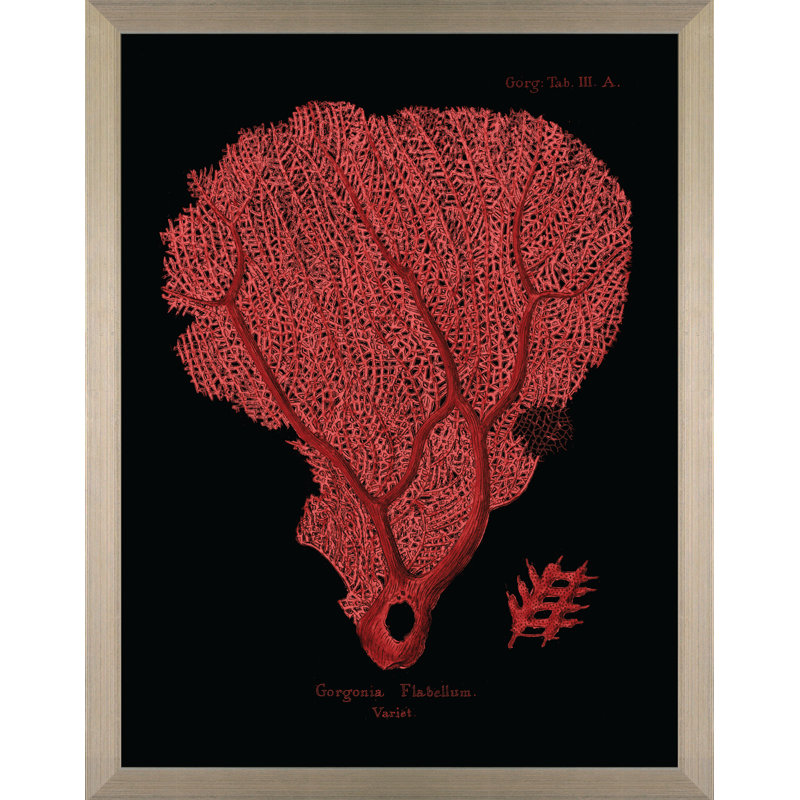 Flabellum On Black II Print