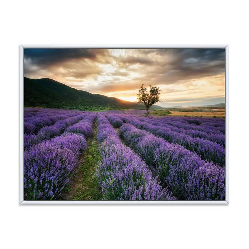 Sunrise & Dramatic Clouds Over Lavender Field VII - reproduction de cadre flottant sur toile, H 24 po x l 32 po x P 1 po