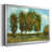 " Tall Trees "-95889617-95889618