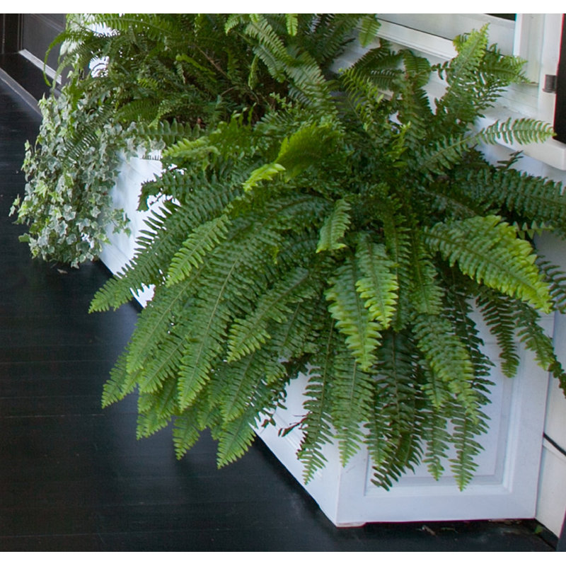 Haldeman Fibreglass Planter Box, White, 46cm H x 38cm W x 137cm D