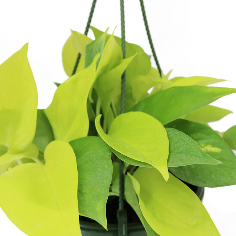 Neon Pothos 8-Inch Hanging Basket Indoor/Outdoor Plant