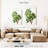 Keiri Carob Tree-108594798