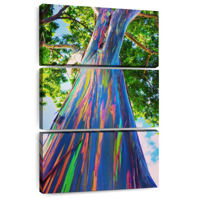 Eucalyptus Harnek Oahu Rainbow