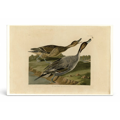 Canard à queue d'épingle (plaque CC-XXVII) - Paysage, art mural sur toile