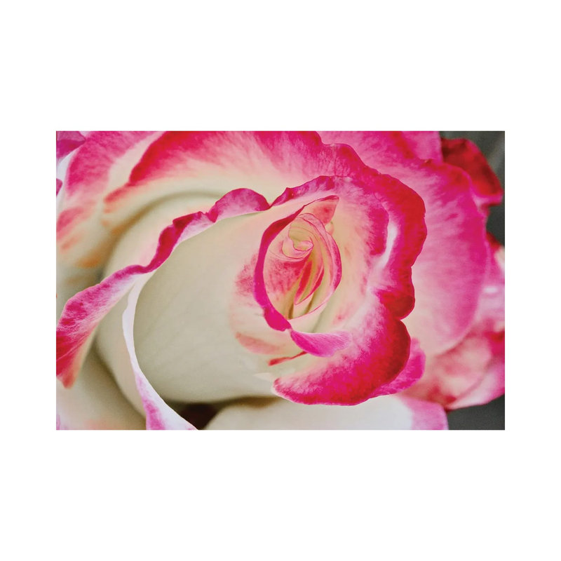 Swirled Rose Close Up by Susan Vizvary - Wrapped Canvas Print, 20.32 cm H x 30.48 cm W