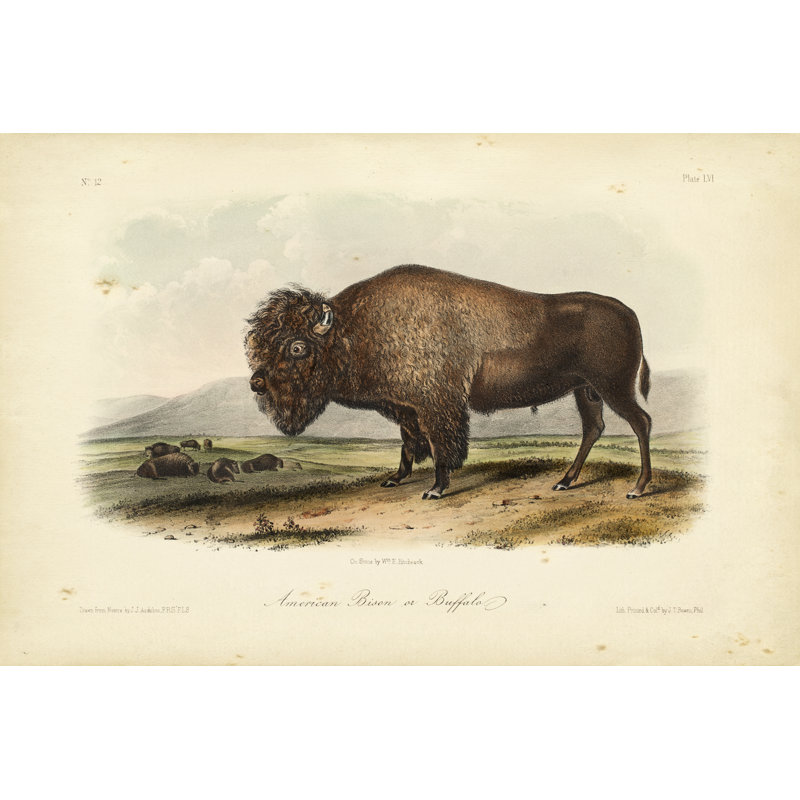 Bison d'Amérique, H 8 po x l 12 po x P 1,25 po