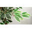 150cm Faux Tree in Pot Liner