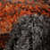 San Francisco Abstract Shag Area Rug