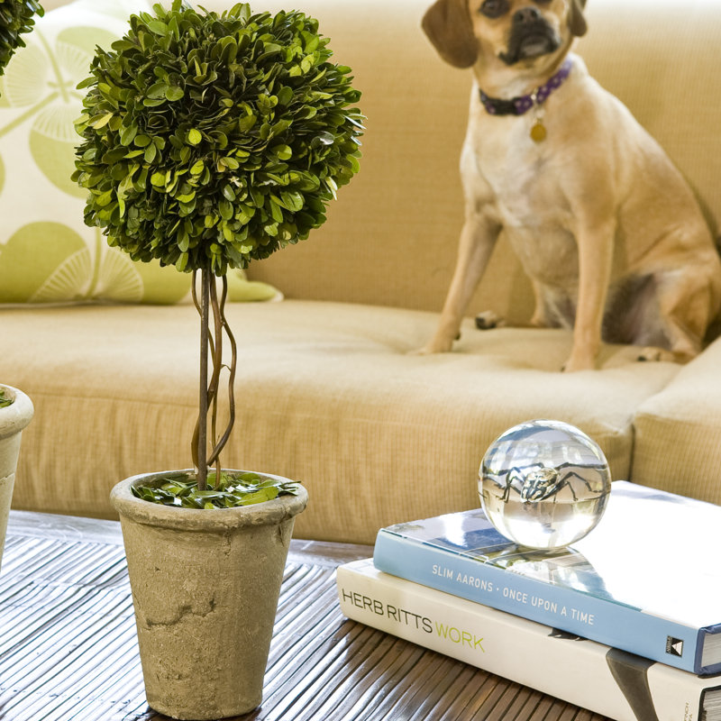 Preserved Greens 23.25" Single Ball Topiary, 23.25" H x 8" W x 8" D