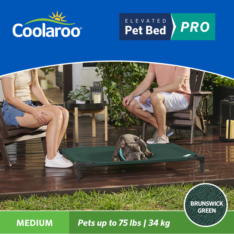 Lit de camp surélevé pour animaux, Brunswick - vert, Moyen (l 27,5 po x P 41 po x H 5 po)
