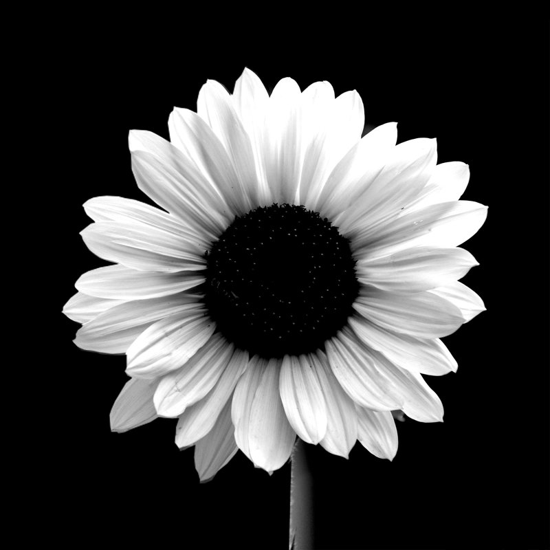 Black Sunflower - Photograph Print, Wrapped Canvas, 81cm H x 122cm W
