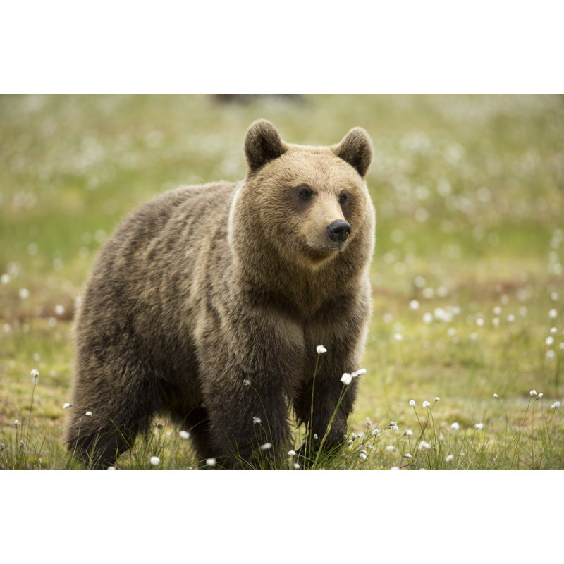 Thoughtful Bear by Guyonbike - Wrapped Canvas Print, 30cm H x 46cm W
