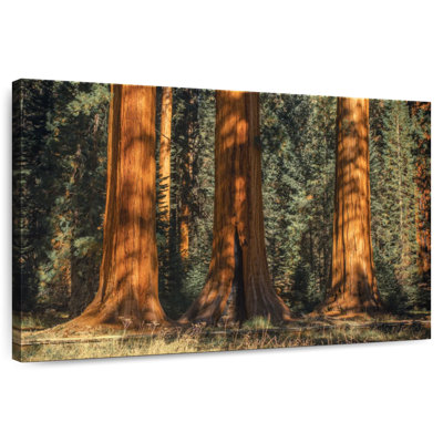 Harnek Sequoia Park's Ancient Trees