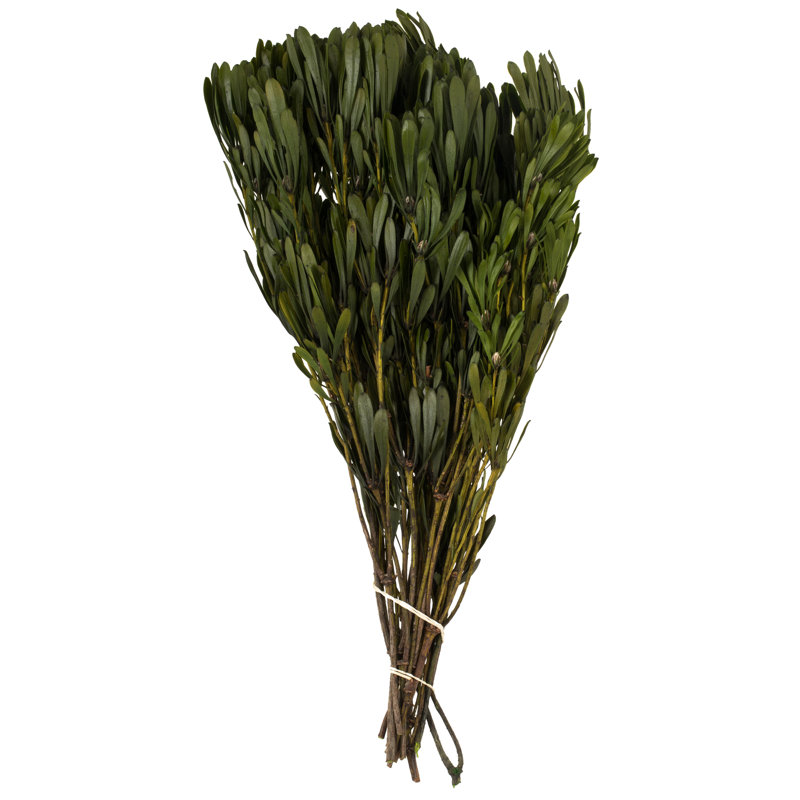 18'' Plant