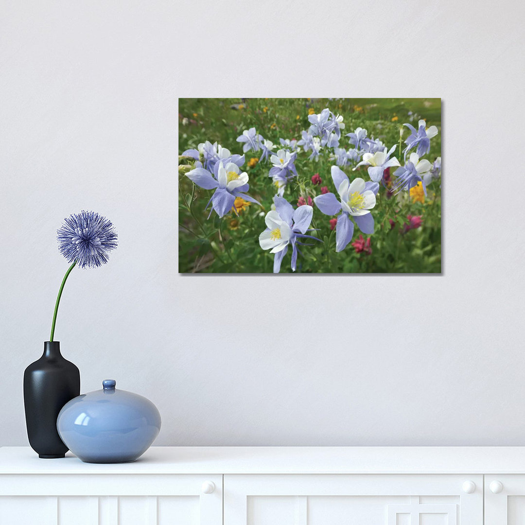 Colorado Blue Columbine Flowers, American Basin, Colorado II by Tim Fitzharris - Wrapped Canvas Print