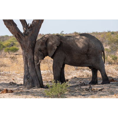 Hertfordshire Elephant Sleeping Against Tree by Dietmar Rauscher - Wrapped Canvas Print