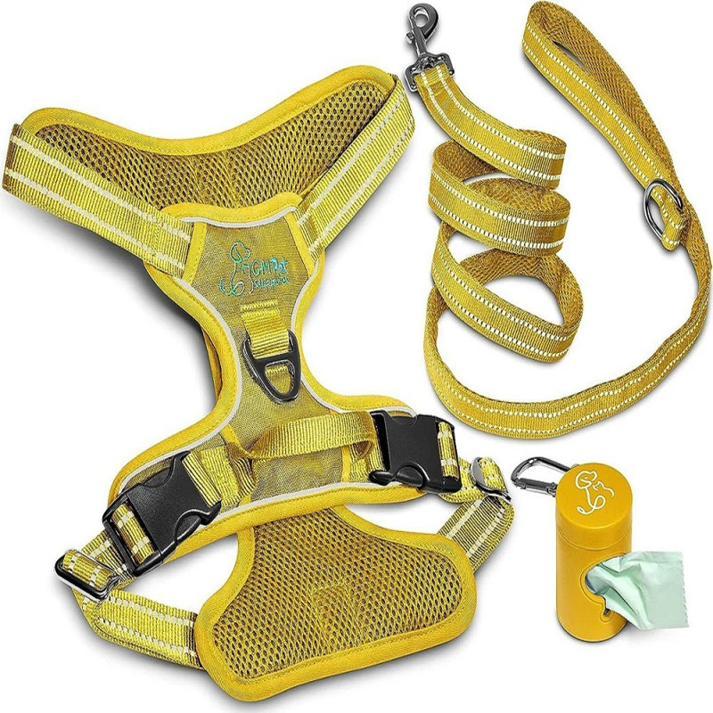 Ensemble de marche et laisse Katziela, L 1 po x P 14 po x H 1 po, Jaune