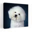 2000S Bichon Frise Dog Portrait Looking At Camera Classic Retro Vintage Dog Wall Art-833769929
