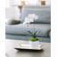 Orchid Plant in Pot Set-1952217759