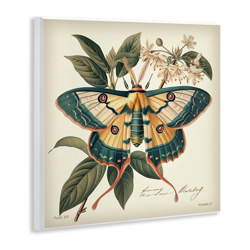 «Vintage Moth & Plant Study» par Steve Huntziker