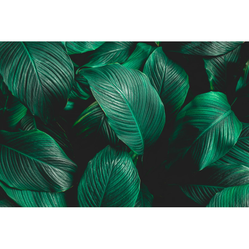 Abstrait feuilles vertes - Photographie sur toile tendue, H 8 po x l 12 po