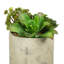 Ensemble de succulent plante en pot