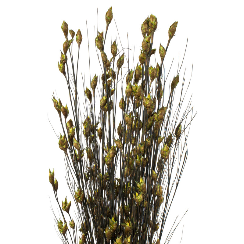 Basil Bell Grass 36-40" Bundle with Seed Pods - Traditional to Contemporary