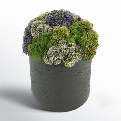 Sedum Arrangement in Planter
