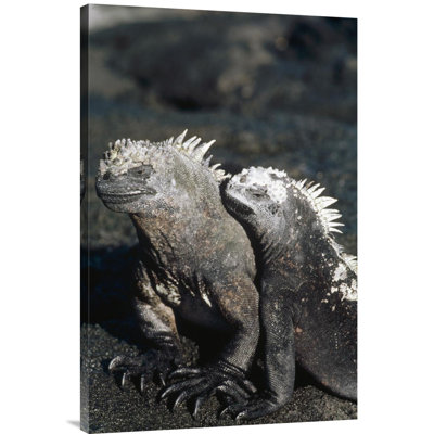 " Marine Iguana Male And Female, Galapagos Islands, Ecuador "