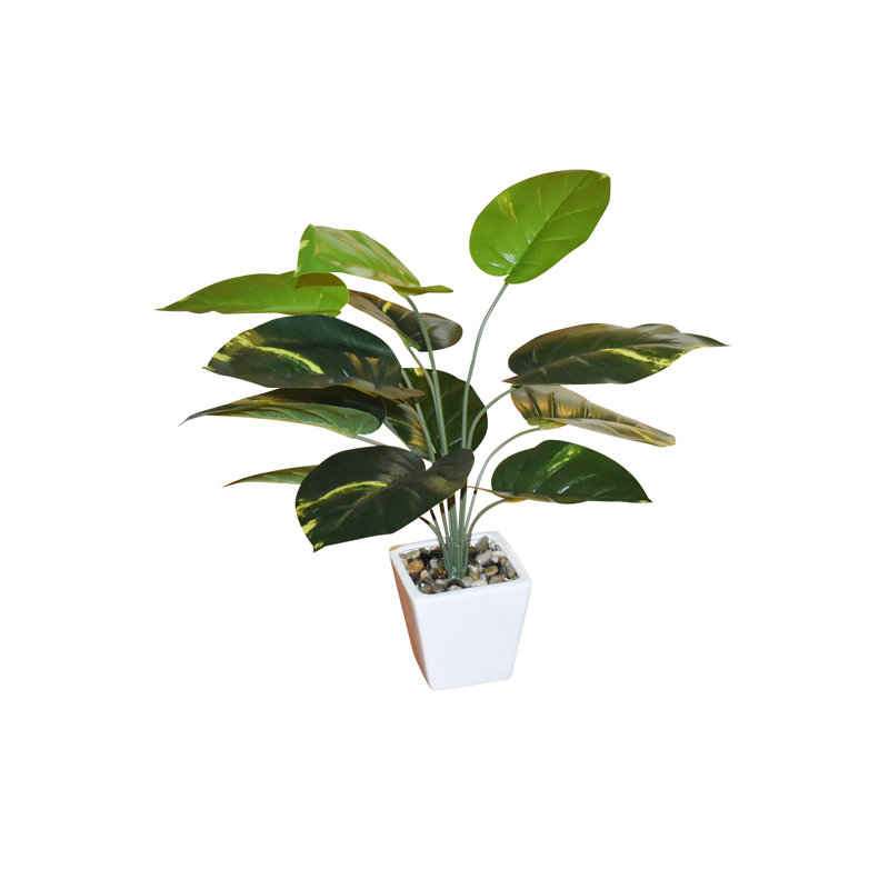 22" Pothos Plant With White Square Container 