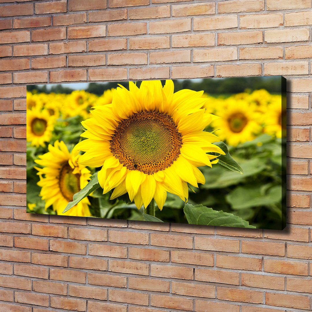 Sonnenblumenfeld - Ungerahmte Kunstdrucke auf Leinwand