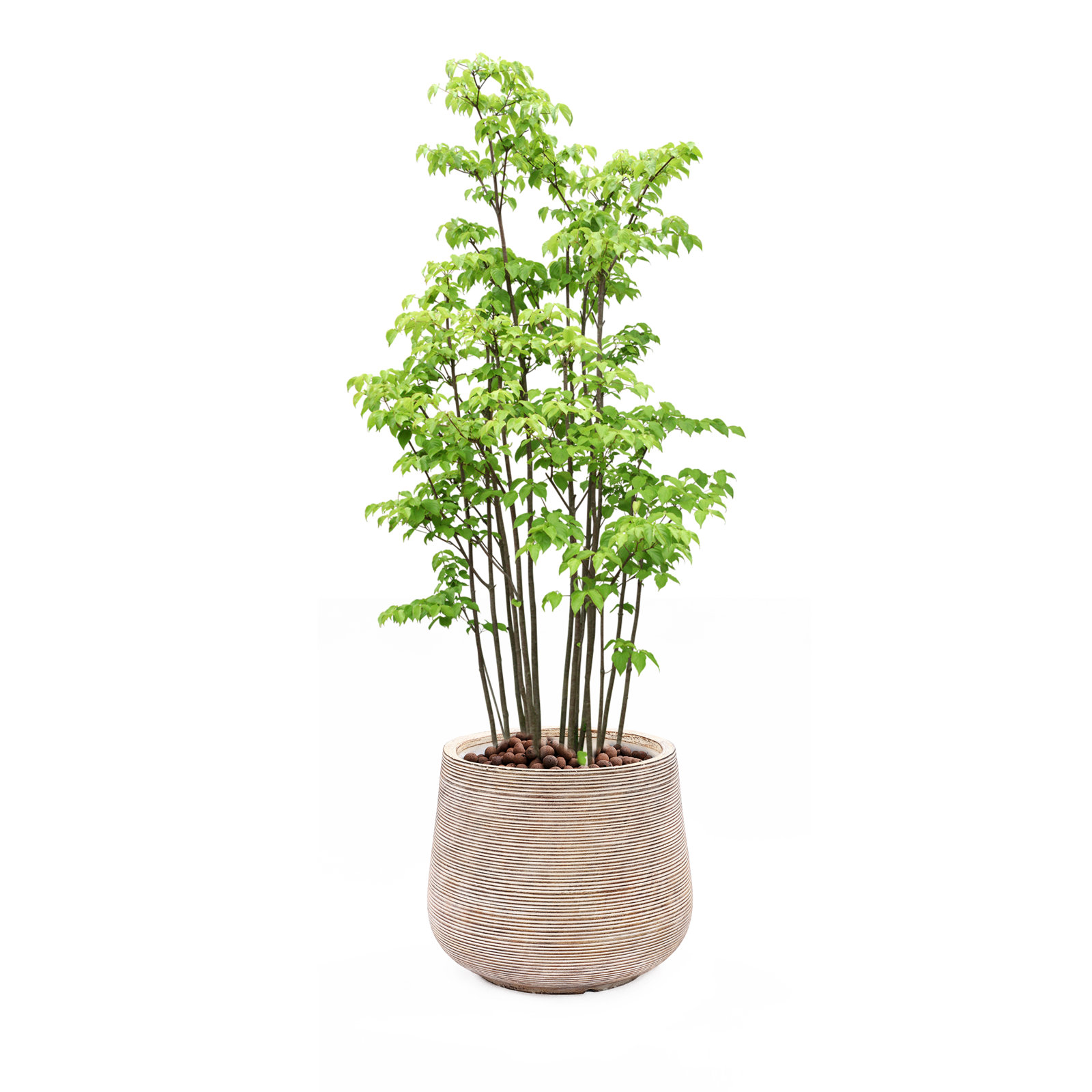 Paloma Handmade Pot Planter