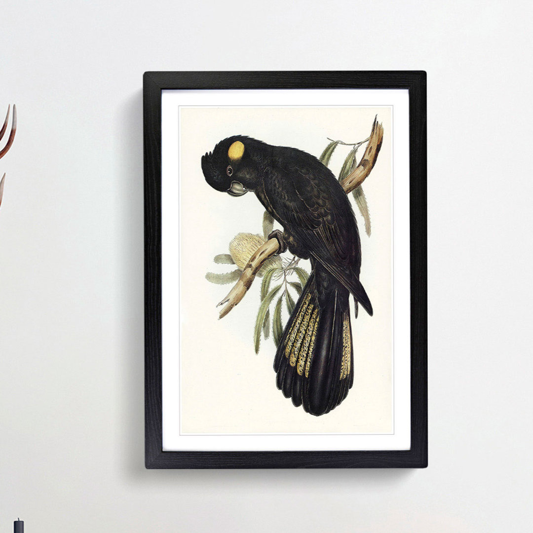 Funereal Cockatoo by Elizabeth Gould - Framed Print